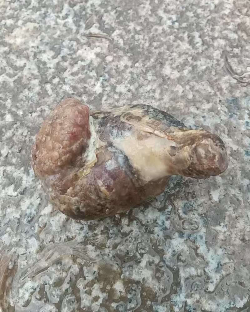 安徽鸡宝