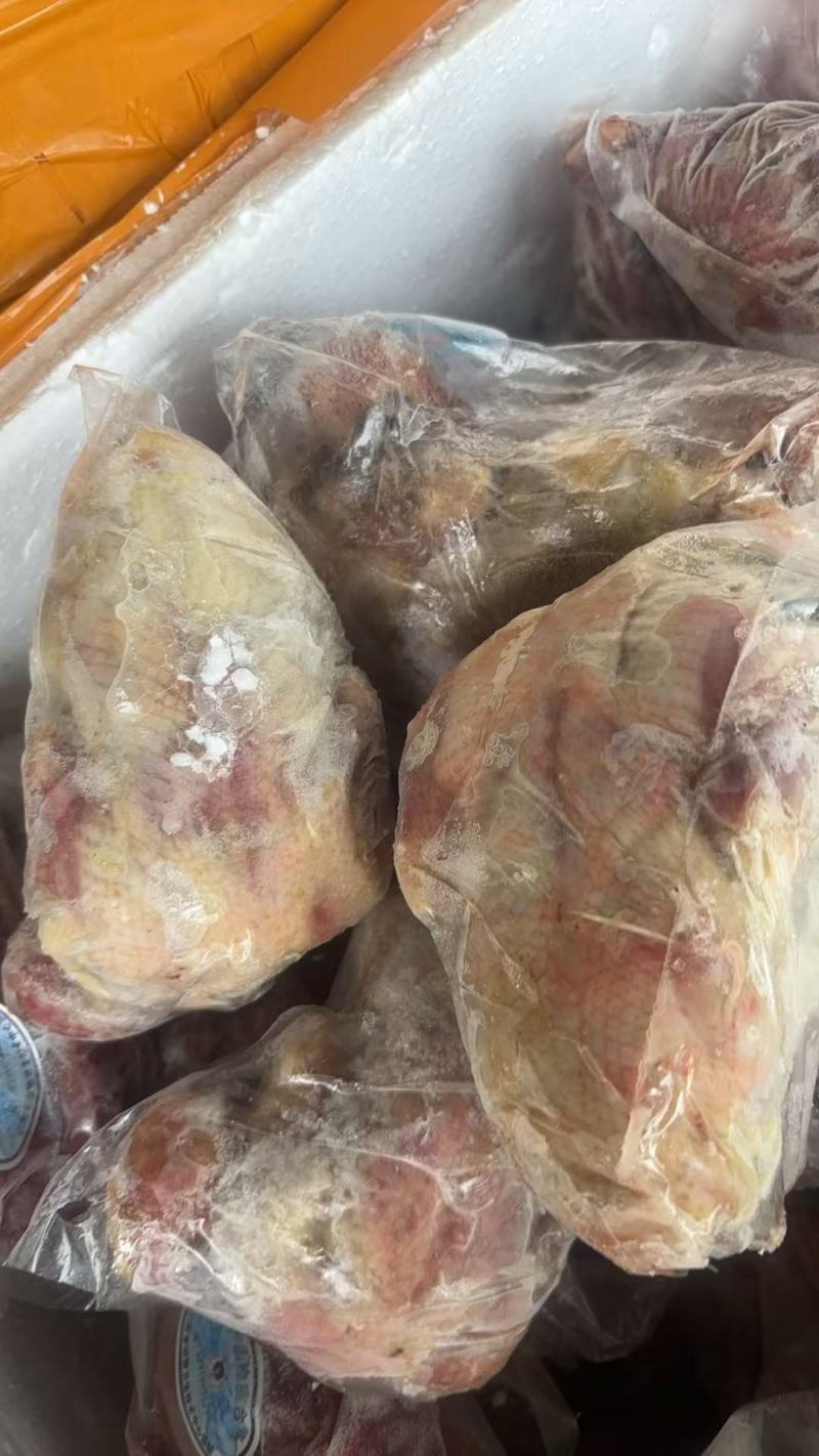 存货大日期全净膛一级7-9两鸽子800只