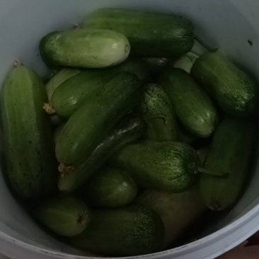 黄瓜