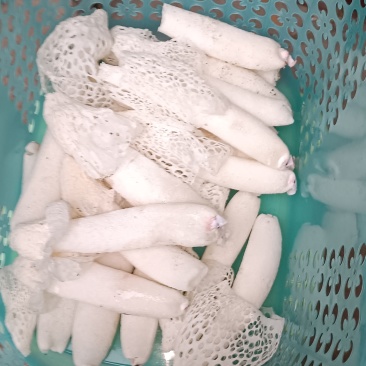 贵州织金特产(红托竹荪)