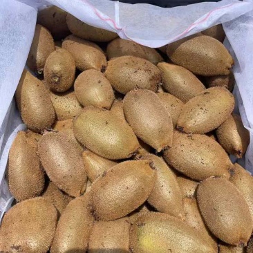 猕猴桃🥝🥝