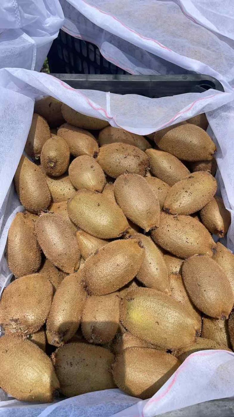 猕猴桃🥝🥝