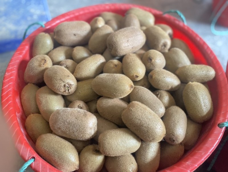 猕猴桃🥝🥝