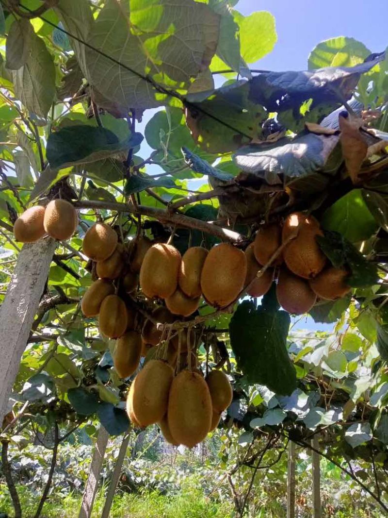 猕猴桃🥝🥝