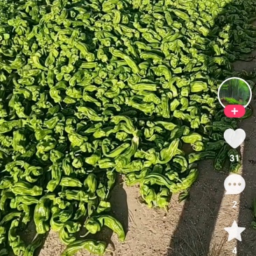 内蒙古赤峰市的芜湖椒