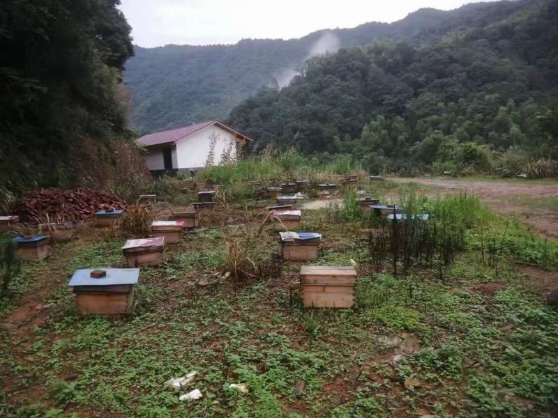 浏阳大围山蜂蜜