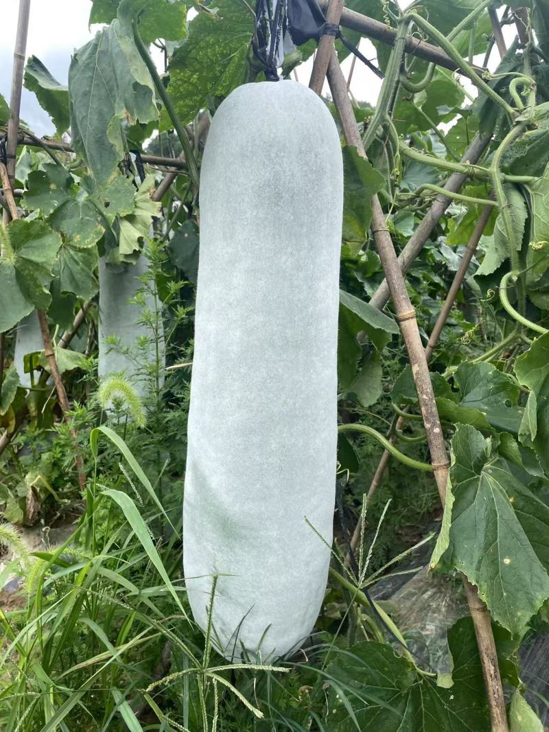 湖南湘西白皮吊冬瓜