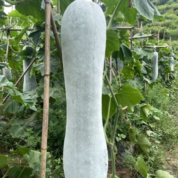湖南湘西白皮吊冬瓜