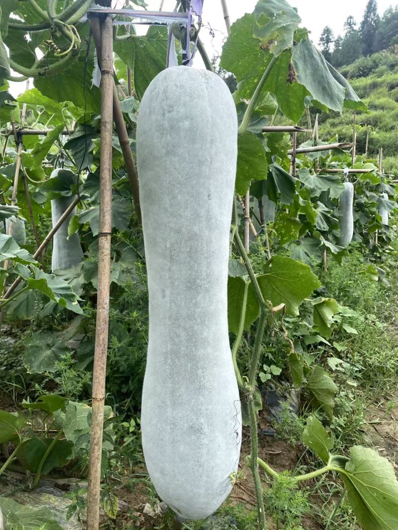 湖南湘西白皮吊冬瓜