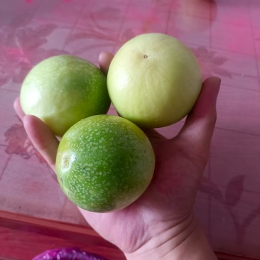黄金百香果，钦密九号果