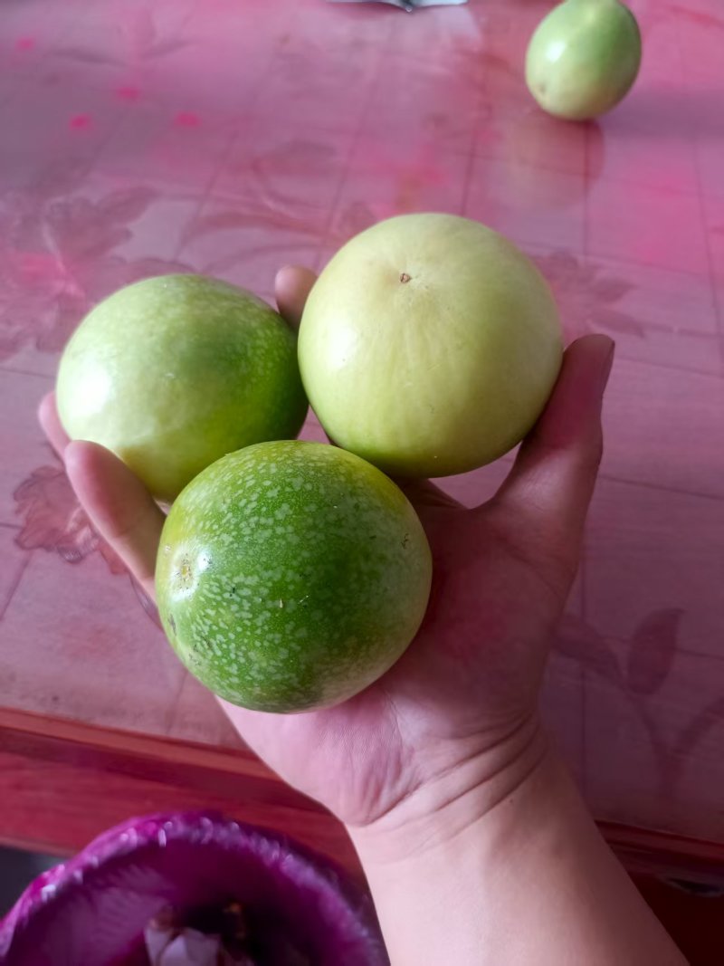 黄金百香果，钦密九号果