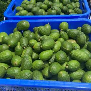 广东香水柠檬