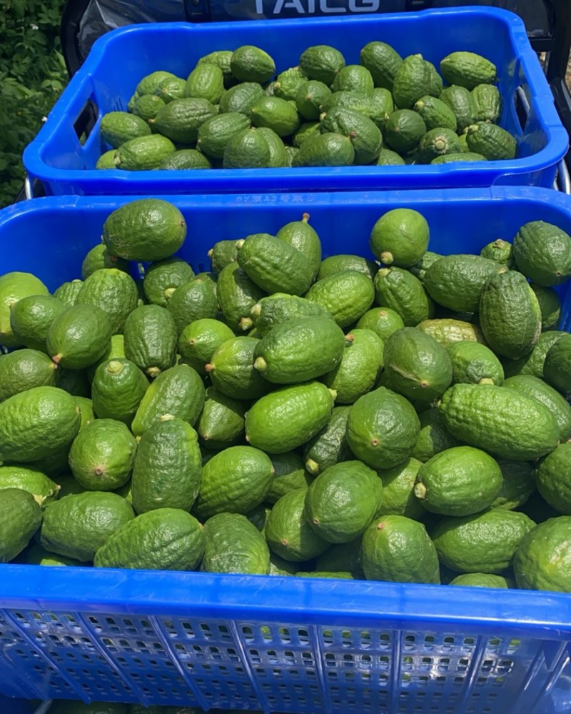 广东香水柠檬