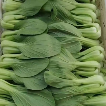大量出售，上海青油菜