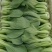大量出售，上海青油菜