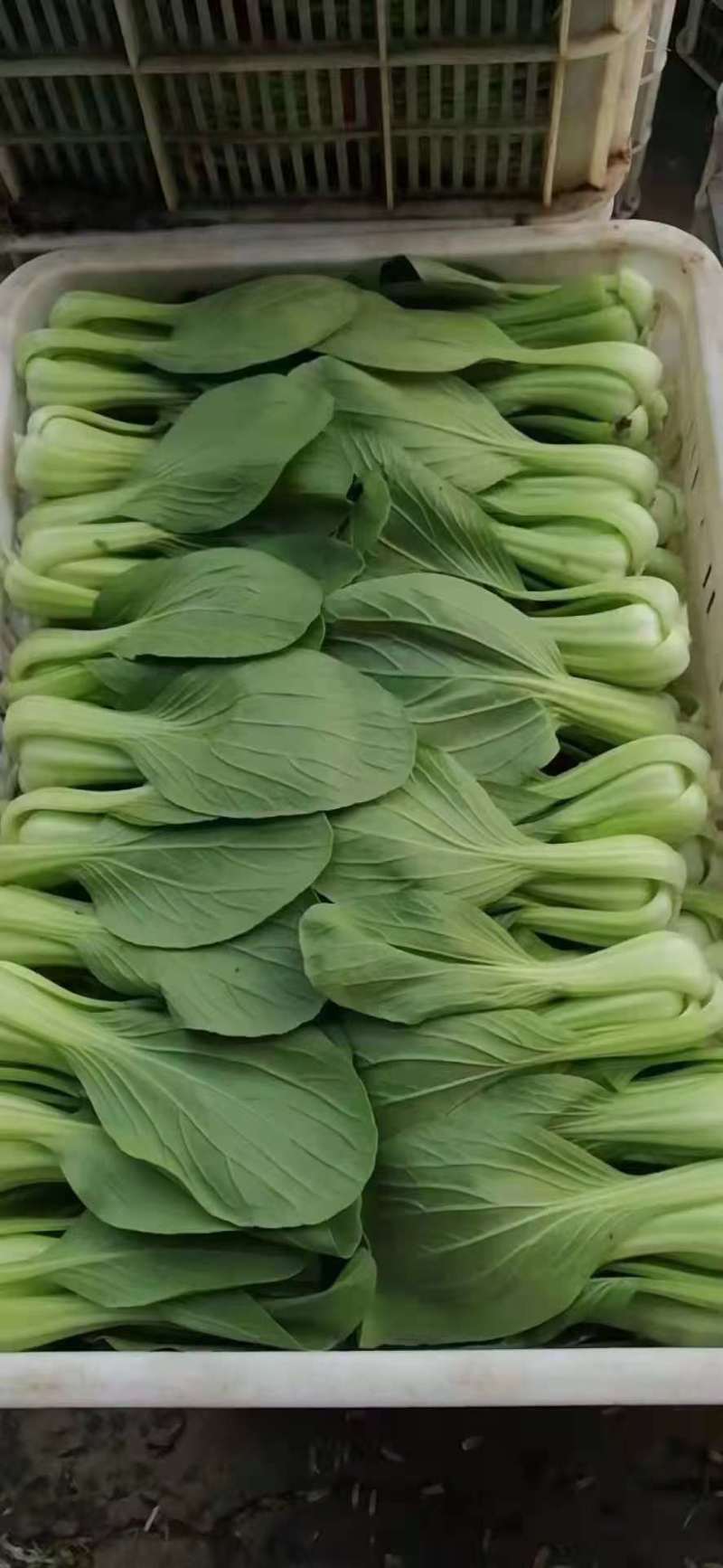 大量出售，上海青油菜
