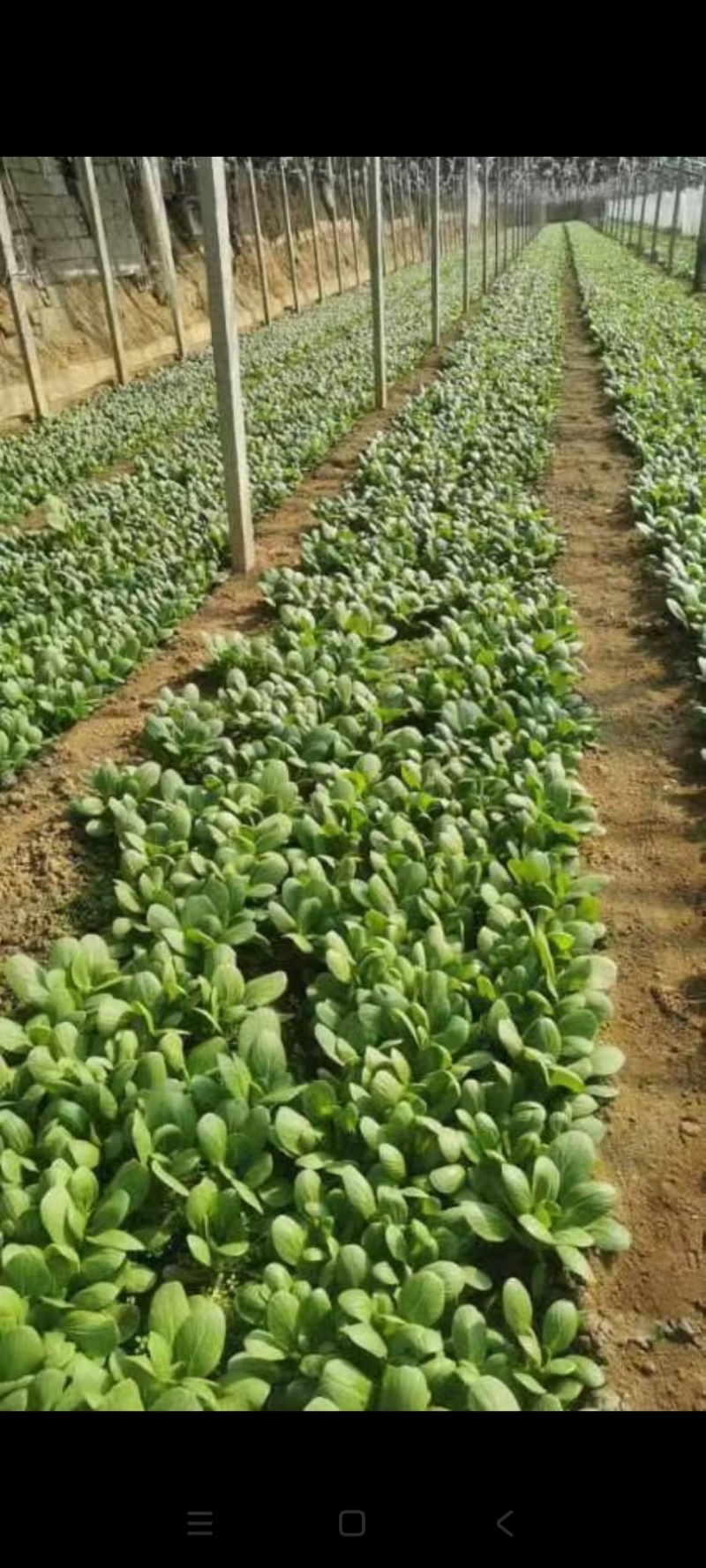 大量出售，上海青油菜