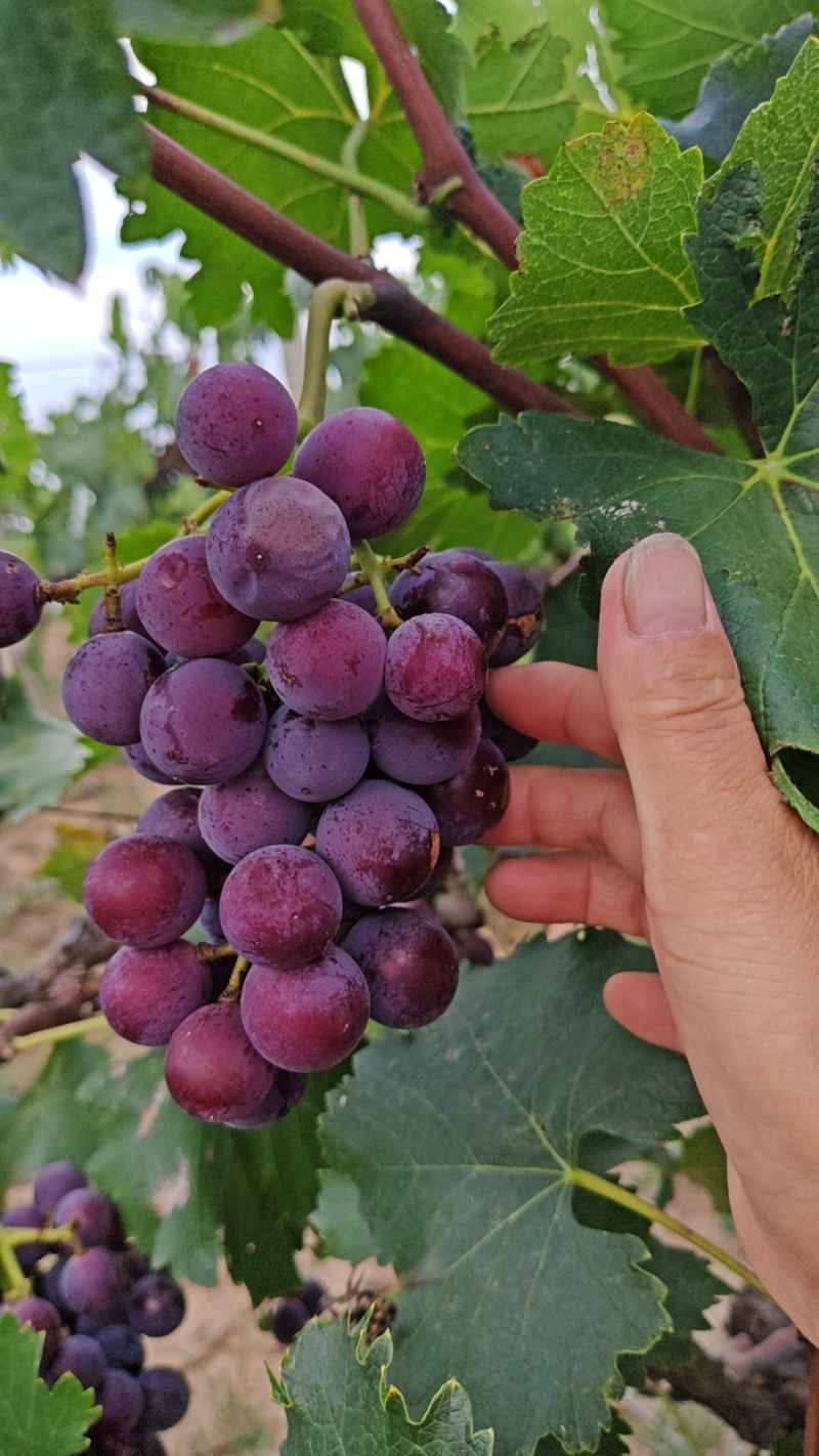 乾陵稀串串户太葡萄，巨峰葡萄