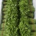 益肝菜（树仔菜）
