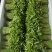 益肝菜（树仔菜）