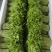益肝菜（树仔菜）