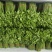 益肝菜（树仔菜）