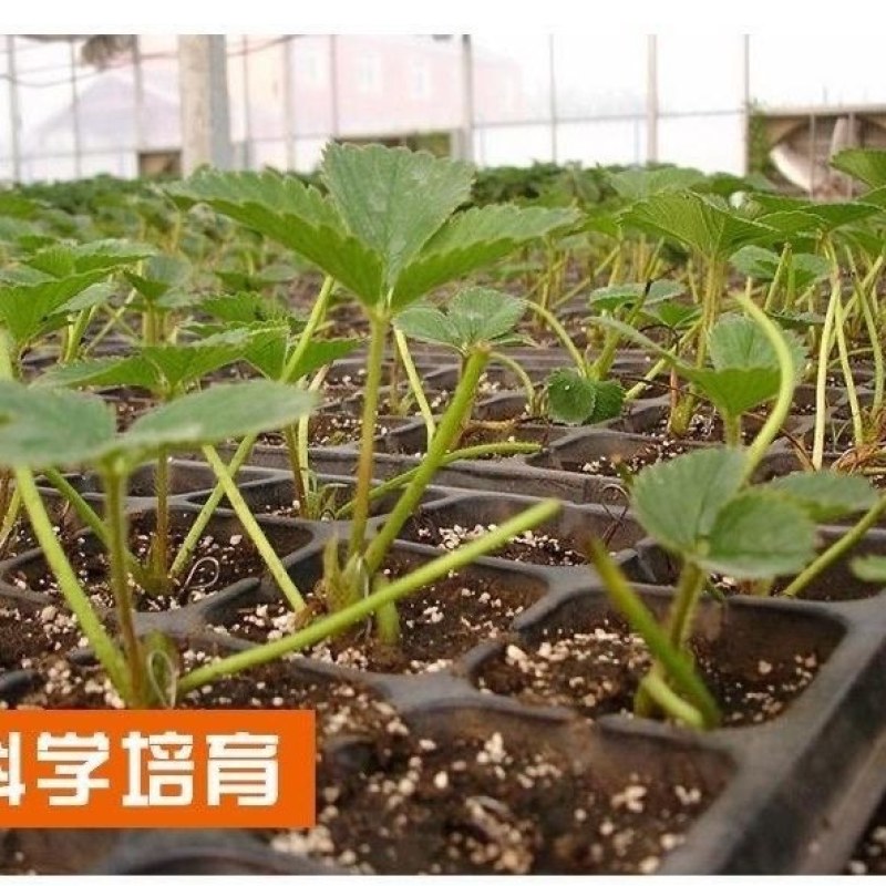 地栽草莓苗穴盘带土发货易成活当年挂果四季可种