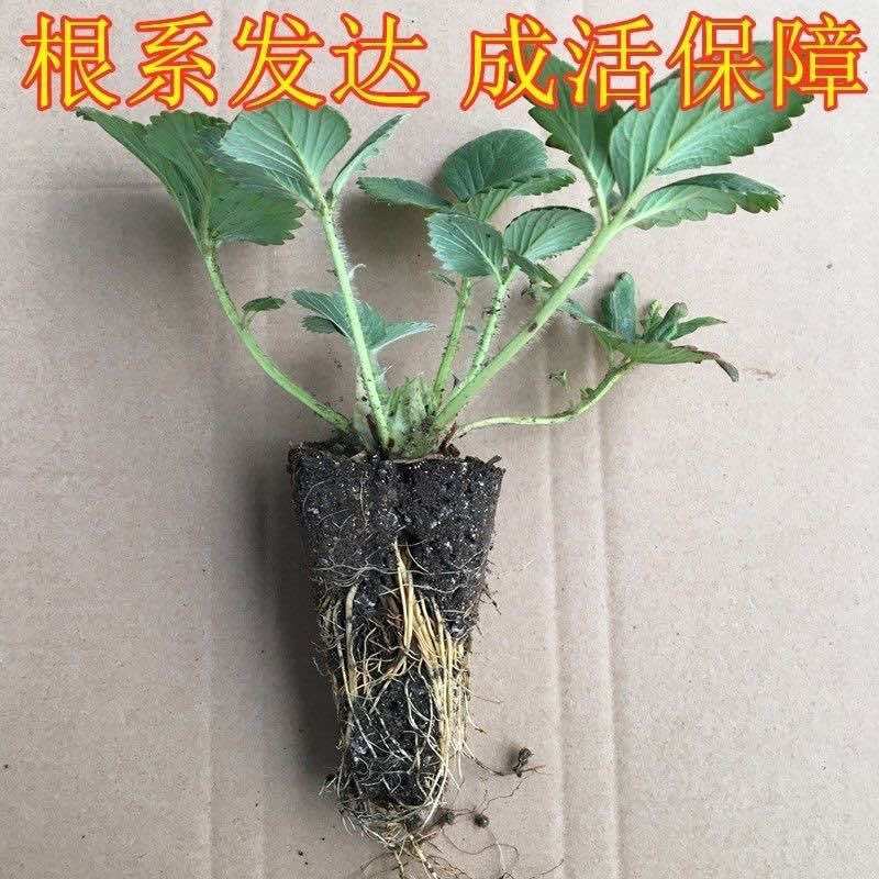 地栽草莓苗穴盘带土发货易成活当年挂果四季可种
