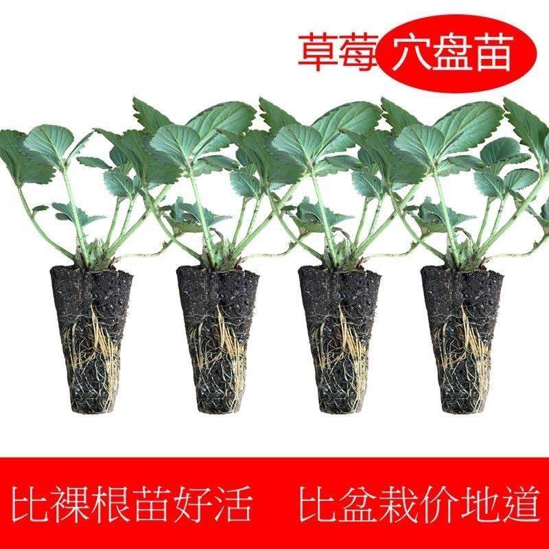地栽草莓苗穴盘带土发货易成活当年挂果四季可种