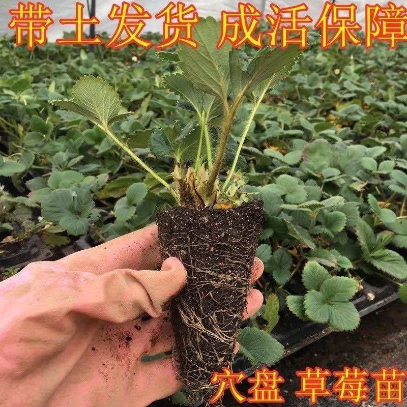 地栽草莓苗穴盘带土发货易成活当年挂果四季可种