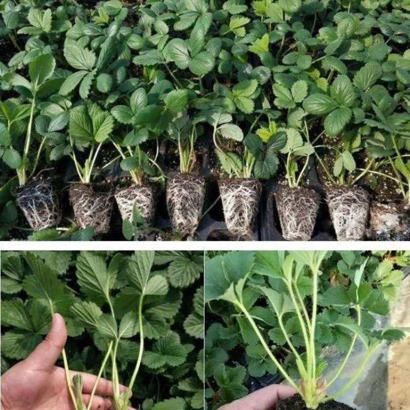 地栽草莓苗穴盘带土发货易成活当年挂果四季可种