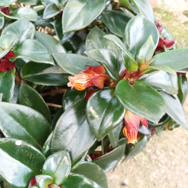 豹纹金鱼花