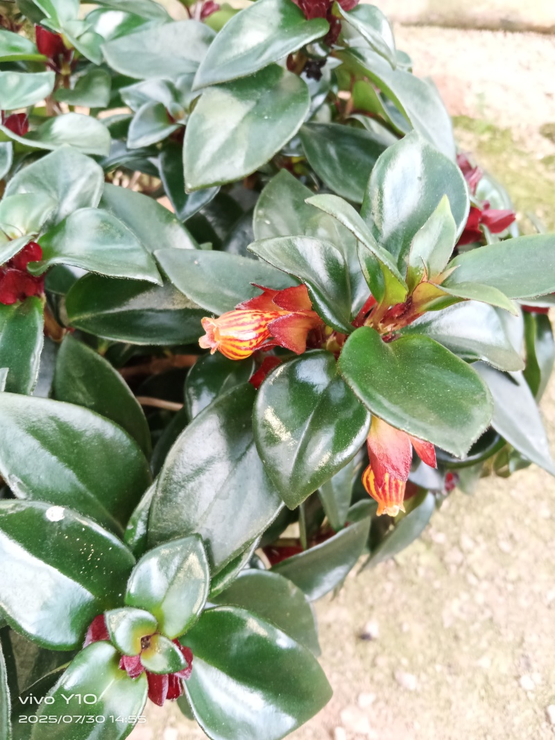 豹纹金鱼花