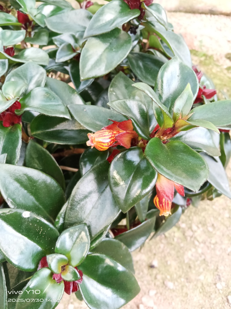 豹纹金鱼花