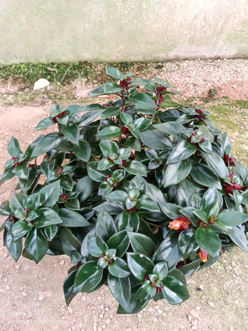 豹纹金鱼花