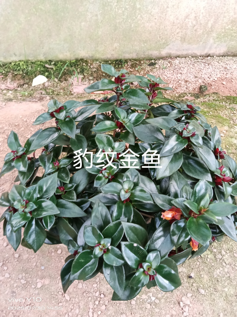 豹纹金鱼花