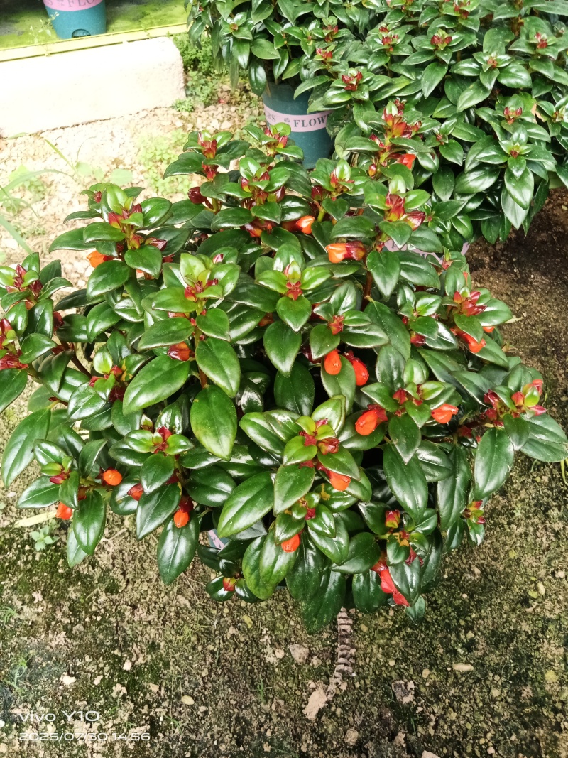 红花金鱼花