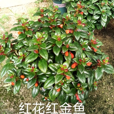 红花金鱼花