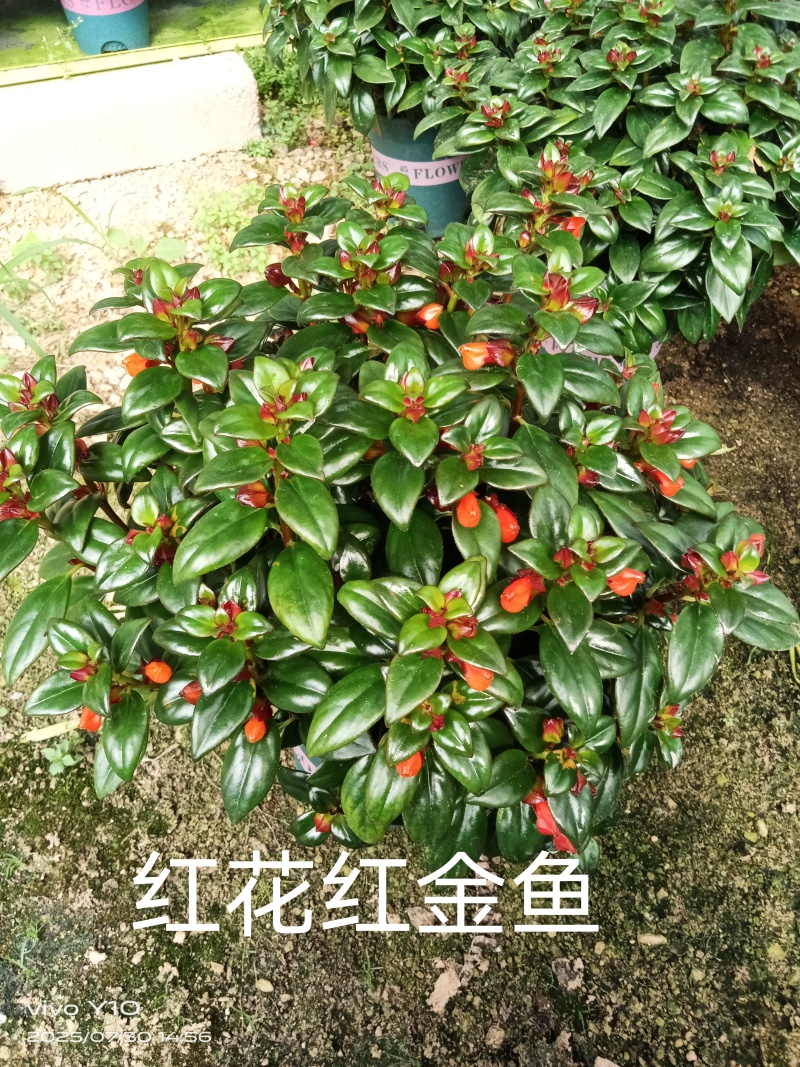 红花金鱼花