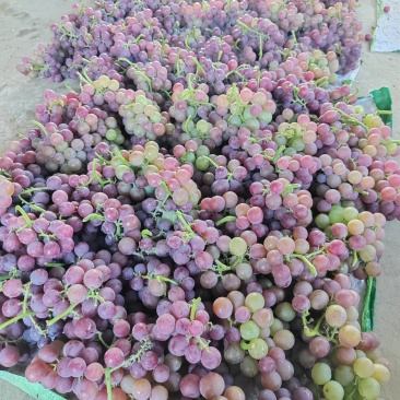 巨峰葡萄