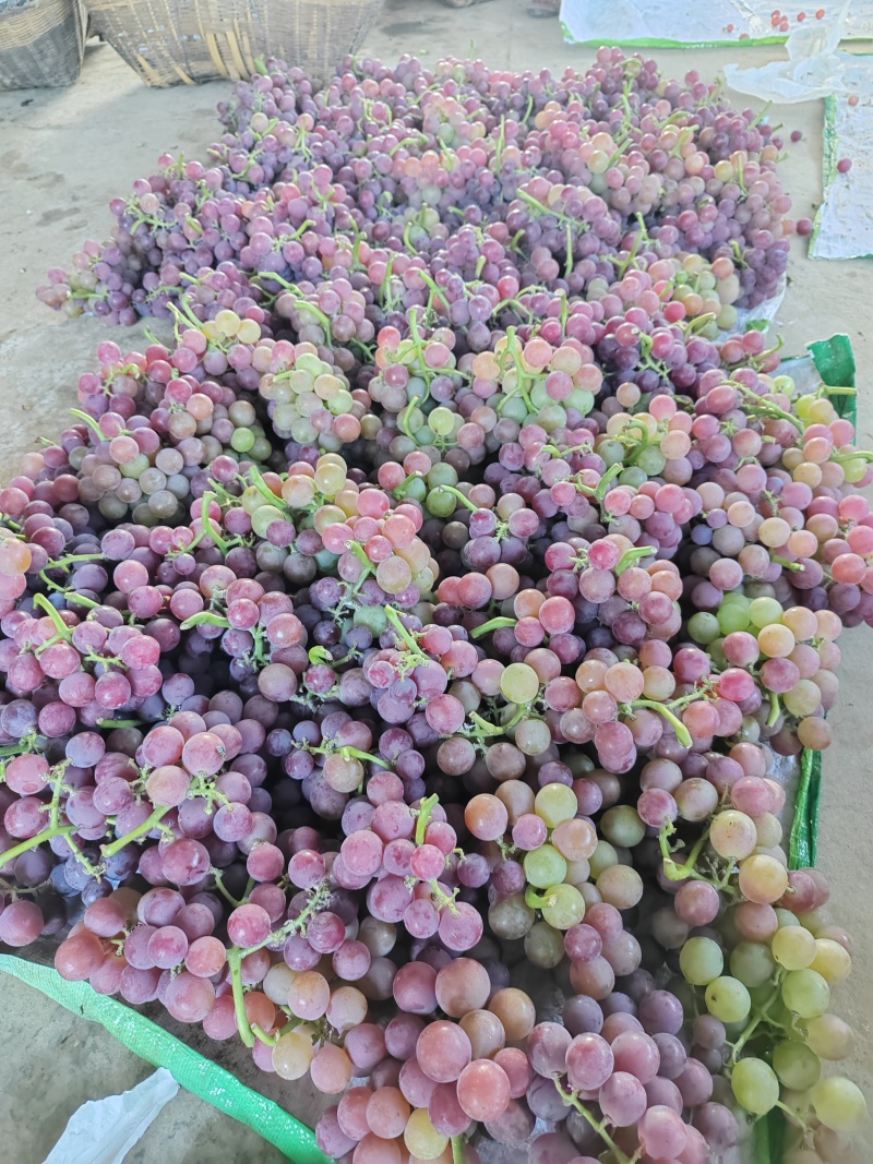 巨峰葡萄