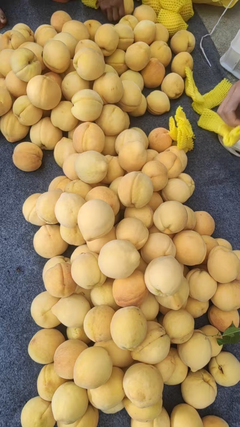 给锦绣黄桃大量出售