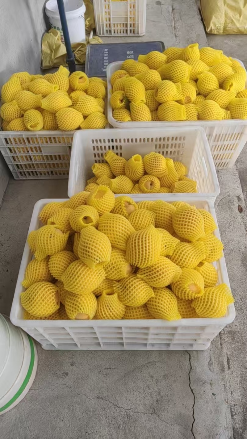 给锦绣黄桃大量出售