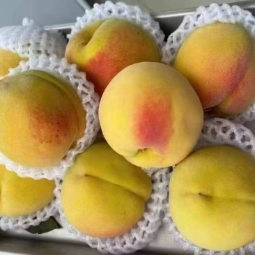建宁锦绣黄桃