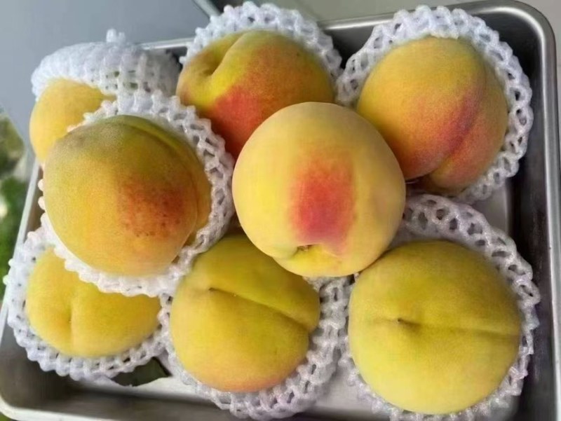 建宁锦绣黄桃