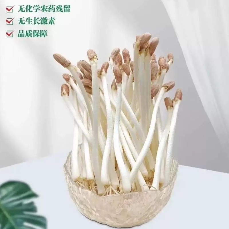 优选重庆水培有机花生芽爽口火锅佳伴新鲜挑尖保证