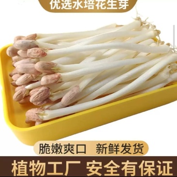 优选重庆水培有机花生芽爽口火锅佳伴新鲜挑尖保证