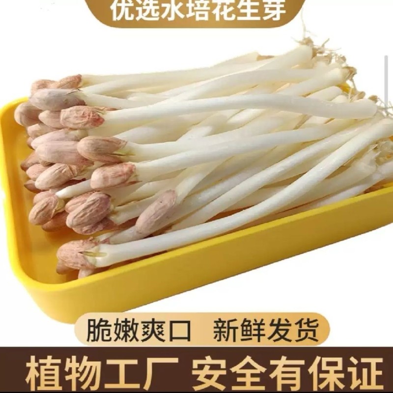 优选重庆水培有机花生芽爽口火锅佳伴新鲜挑尖保证