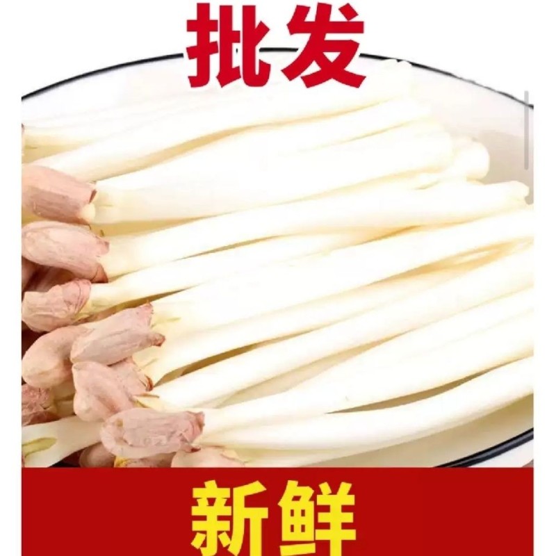 优选重庆水培有机花生芽爽口火锅佳伴新鲜挑尖保证