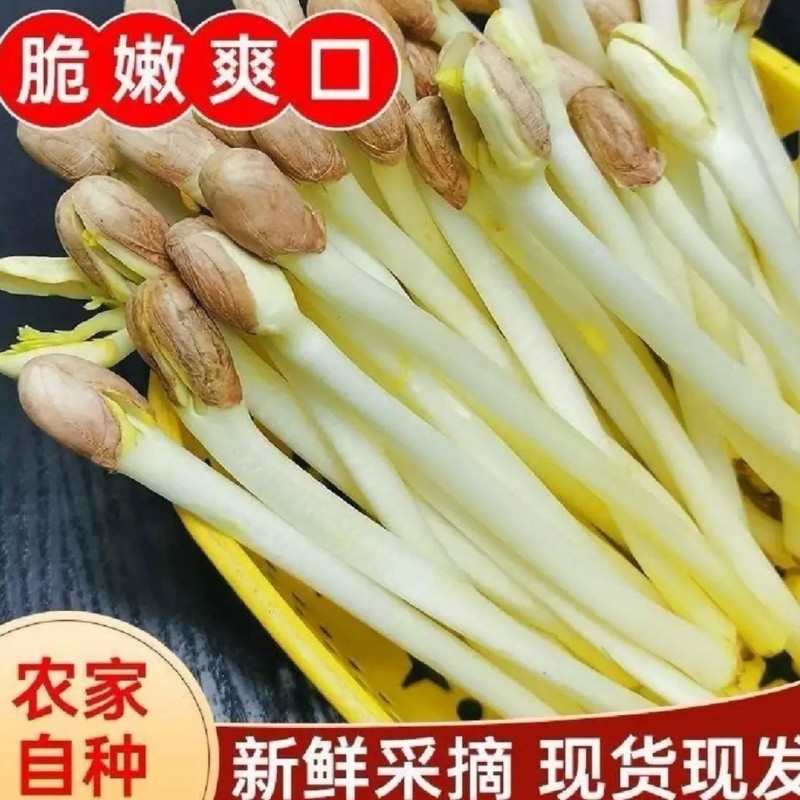 优选重庆水培有机花生芽爽口火锅佳伴新鲜挑尖保证